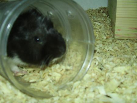 Speed